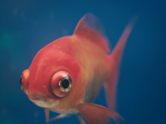 200910edl04FX1B_MB_Blowfish_90s_EN_H264_PF_v1